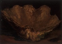 藏品(貝殼)的圖片