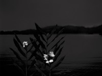 藏品(生－野薑花)的圖片