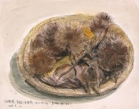 藏品(日本栗子(一))的圖片