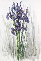 藏品(鷹尾花)的圖片