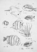 藏品(魚(二))的圖片