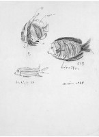 藏品(魚(三))的圖片