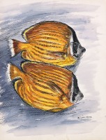 藏品(碟魚)的圖片