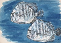 藏品(金鐘魚)的圖片