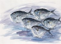 藏品(皮刀魚)的圖片