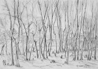 藏品(樹林)的圖片