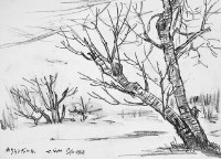 藏品(櫻桃樹(日本))的圖片