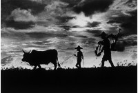 藏品(歸途)的圖片