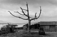 藏品(景色蕭條)的圖片