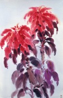 藏品(雁來紅)的圖片