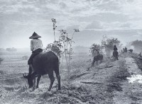 藏品(放牛光景)的圖片