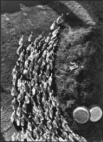 藏品(鴨群)的圖片