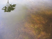 藏品(水無沉影之心(花蓮˙鯉魚潭))的圖片