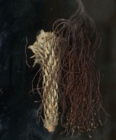 藏品(2010植物誌二，南洋松)的圖片