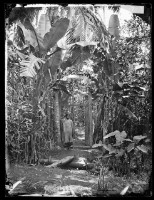 藏品(安南，交趾支那-2)的圖片