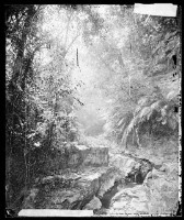 藏品(荖濃)的圖片