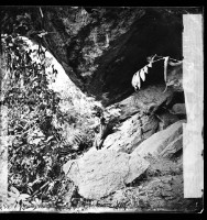 藏品(木柵黃竹蛇-1)的圖片