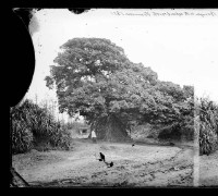 藏品(根部露出的榕樹)的圖片