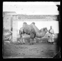 藏品(駱駝與主人)的圖片