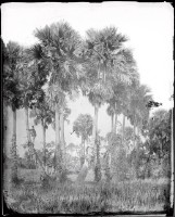 藏品(棕櫚樹)的圖片