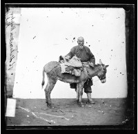 藏品(老人與騾)的圖片