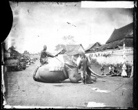 藏品(暹邏戰象)的圖片