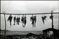 藏品(曬飛魚)的圖片