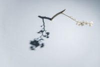 藏品(染井吉野櫻)的圖片