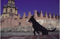 藏品(寧靜的午後)的圖片