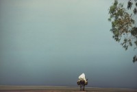 藏品(行)的圖片