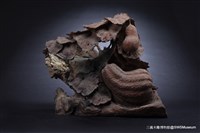 藏品(絲瓜)的圖片