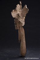 藏品(絲瓜)的圖片