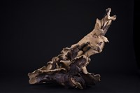 藏品(生命共同體)的圖片