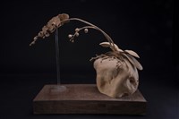 藏品(蝴蝶蘭)的圖片