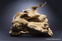 藏品(再生)的圖片