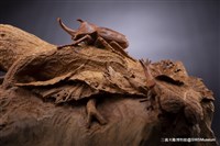 藏品(森林中的世界)的圖片