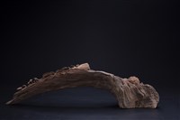 藏品(生生不息)的圖片