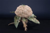 藏品(移花接木)的圖片