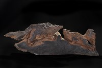 藏品(竊竊私語)的圖片