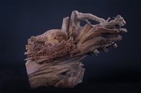 藏品(哺育)的圖片