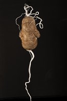 藏品(隱喻)的圖片