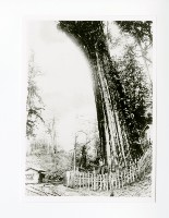 藏品(阿里山第一代神木與阿里山鐵路)的圖片