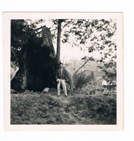 藏品(阿里山神木)的圖片