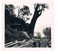 藏品(阿里山神木)的圖片