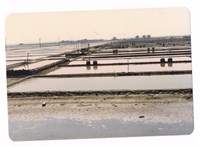 藏品(北門井仔腳瓦盤鹽田)的圖片