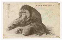 藏品(〈圓山動物園猩々三態の一〉明信片)的圖片