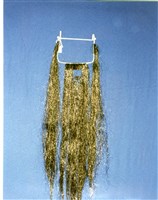 藏品(五獨)的圖片