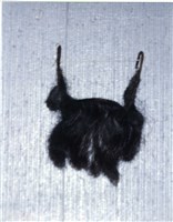 藏品(短鬍)的圖片