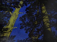 藏品(夜語)的圖片