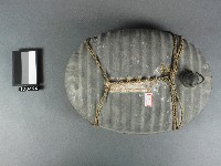 藏品(水龜)的圖片